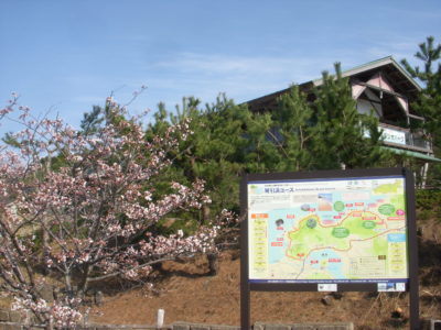 文化館の桜