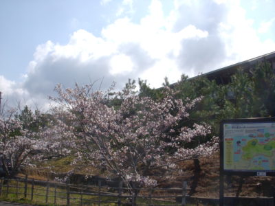 文化館の桜