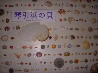 琴引浜の貝