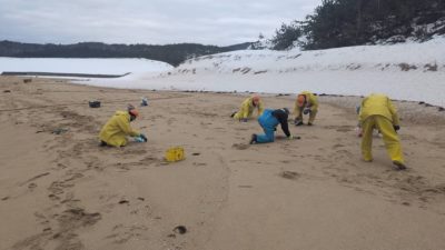 オイルボール回収作業