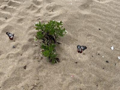 アサギマダラ