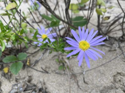 ハマベノギク